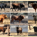 MIMIZAN : toros de Pedraza de Yeltes pour la corrida du 20 aout