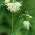 Aquilegia vulgaris var. stellata 'Sunlight White'