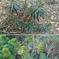 Euphorbe characias (Euphorbiacées)