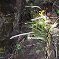 bulbophyllum indéterminé