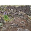 Les fleurs d'Islande