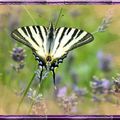 papillons d'une grande beauté