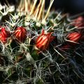 Le cactus va fleurir