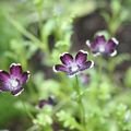 Fleur - Métis - Québec - juillet 2009