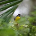 Sucrier à ventre jaune