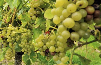 Vendanges chez nos voisins badois