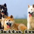 Le chien d'Akita 