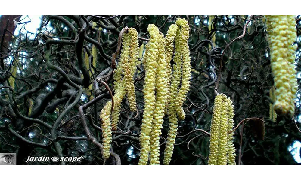 La trilogie printemps, pollens, allergies !