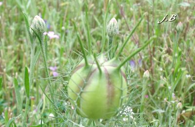 Fleurs de mon Jardin