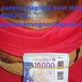 CANARIS MAGIQUE DU MAITRE LOKO VOGNON BOSSA POUR DEVENIR RICHE RAPIDEMENT- RITUEL DE RICHESSE OCCULTE RAPIDE 3 JOURS 