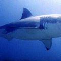 Les mystères du grand requin blanc enfin dévoilés