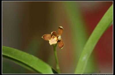 Encyclia livida (=Pollardia livida)