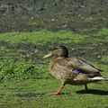 Canard colvert