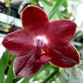 Phalaenopsis Miva Club Dandy