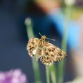 Papillon au soleil couchant