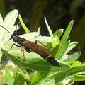 Les Symphytes ou mouches à scie s'invitent au jardin...