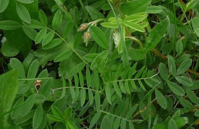 Sainfoin 