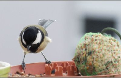 Mésange charbonnière / Parus Major