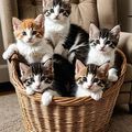 les Chats de Janvier 2025 de la Fée Brodeuse