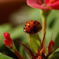 coccinelle