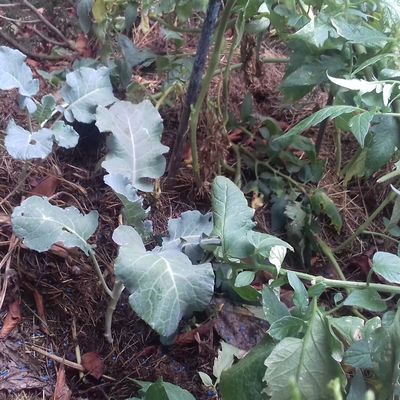 Place aux choux et brocolis