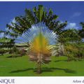 arbre du voyageur en Martinique