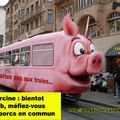 Grève des trans-porcs