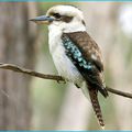 kookabura