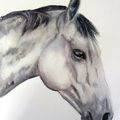 Portrait cheval
