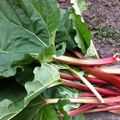Récolte du jour # rhubarbe