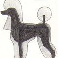 coupe de caniche "zazou"