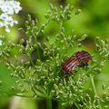 Punaise arlequin = Graphosome d'Italie