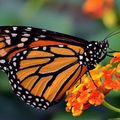 41è anniversaire de la découverte de la réserve de la biosphère du papillon monarque