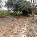 La Tanzanie : immersion dans le Parc de Manyara