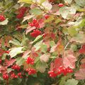 L'automne dans mon jardin