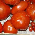 Concentré de tomates maison