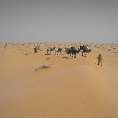 Une vie dans le désert