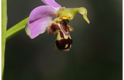 Conférence sur les Orchidées le mercredi 21 mai  de 10h à 12h et de 17h30 à 19h à la bibliothèque des Epis d'or à Saint Paul de Varces