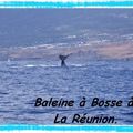 Les Baleines ... THE Spectacle !