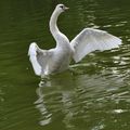 Cygne majestueux !!!!  