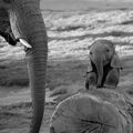 ANIMAUX_ELEPHANT.