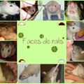 Faces de rats