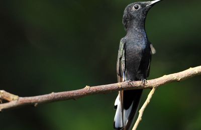 Colibri demi-deuil - Photos