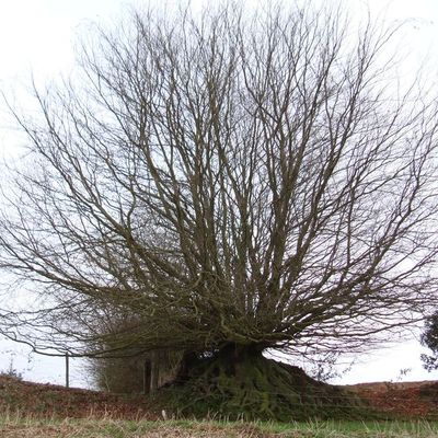 Un hetre à Saint Gilles de Cretot