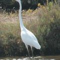 Porto-Vecchio: Grandes aigrettes