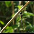 Cordulie à taches jaunes - somatochlora flavomaculata