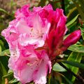 RHODODENDRON