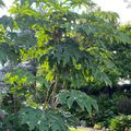 Exotisme garanti avec le Tetrapanax papyrifera