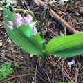 Le Bouquet du Vendredi et autres!