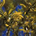 De mauvais poil / Prise de fleur de façon non consciente / Temps d'évolution / Fleur de Bach : Willow